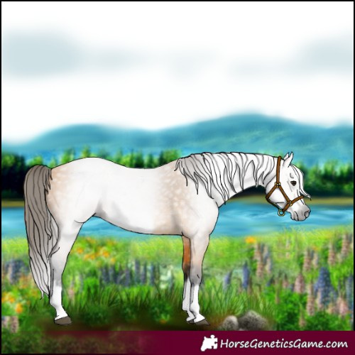 Horse Color:Gray Buckskin Splash Frame 