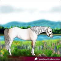 Horse Color:Gray Buckskin Splash Frame 