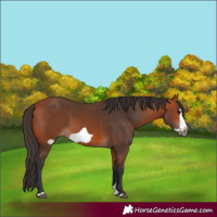 Horse Color:Bay Splash Frame