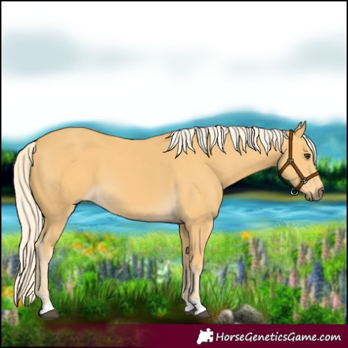 Horse Color:Palomino 
