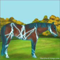 Horse Color:Thunderstruck Bay 