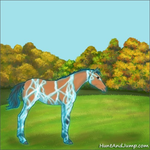 Horse Color:Thunderstruck Bay