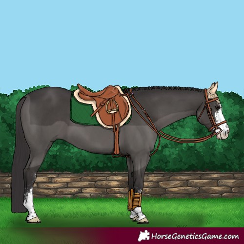 Horse Color:Smoky Black Sabino