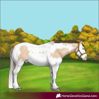 Horse Color:Amber Champagne Dun Splash Tobiano 