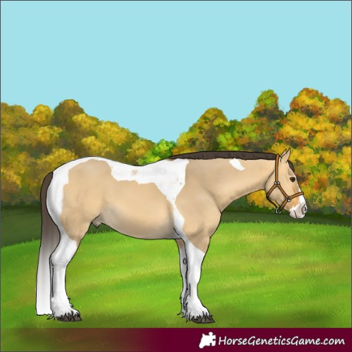 Horse Color:Buckskin Dun Splash Tobiano 