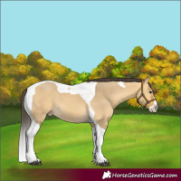 Horse Color:Buckskin Dun Splash Tobiano