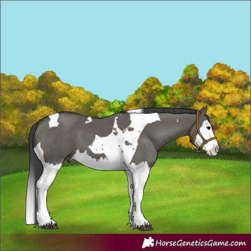 Horse Color:Grullo Splash Tobiano 