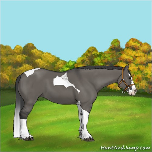 Horse Color:Grullo Splash Tobiano 