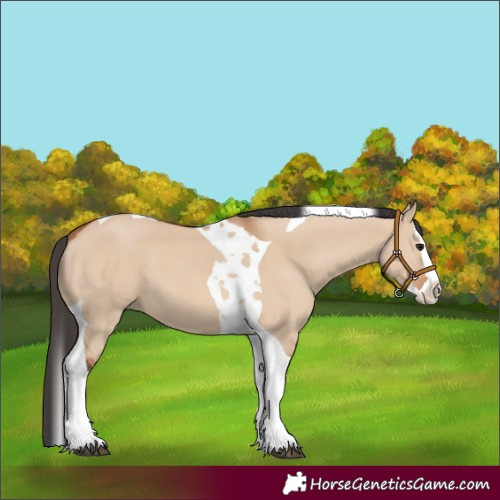 Horse Color:Bay Dun Splash Tobiano 