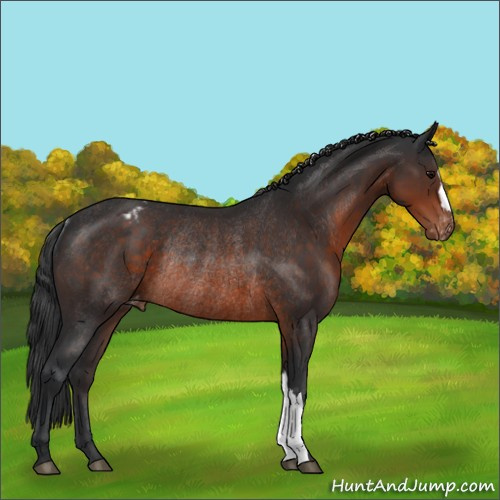 Horse Color:Brown Varnish Rabicano 