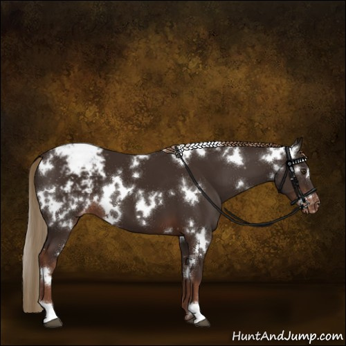 Horse Color:White Spotted Liver Chestnut Appaloosa