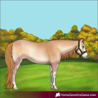 Horse Color:Red Onyx 