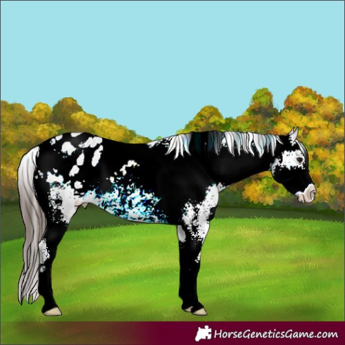 Horse Color:Brown Ice Sabino Appaloosa 