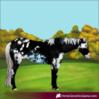 Horse Color:Brown Ice Sabino Appaloosa