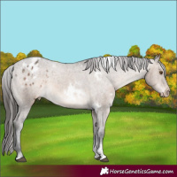 Horse Color:White Spotted Brown Dun Tobiano Varnish 