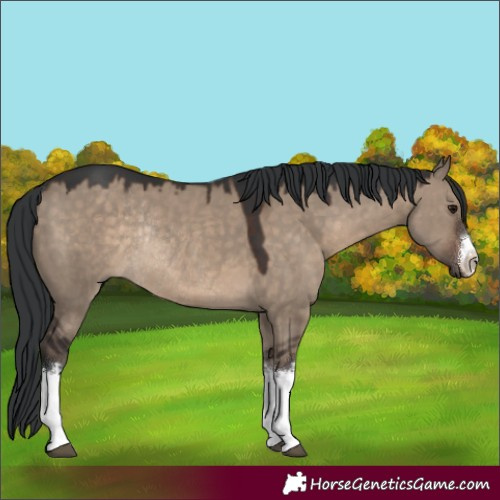 Horse Color:White Spotted Brown Dun Rabicano 