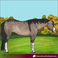 Horse Color:White Spotted Brown Dun Rabicano 