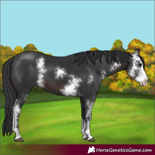 Horse Color:Brown Sabino 