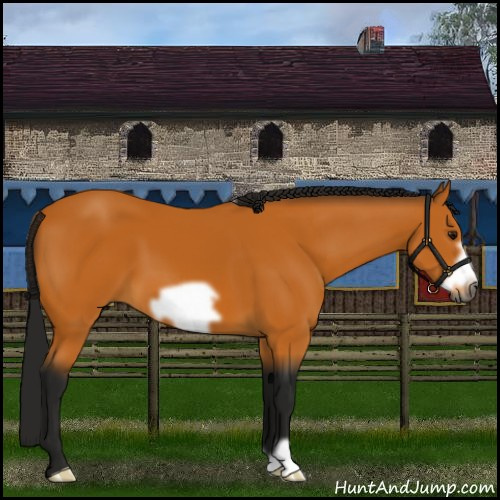 Horse Color:Gray Buckskin Frame