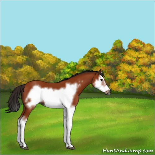 Horse Color:Gray Bay Splash Frame