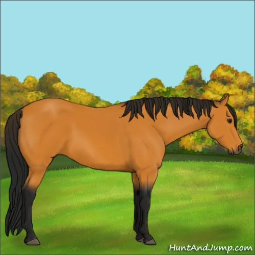 Horse Color:Gray Buckskin