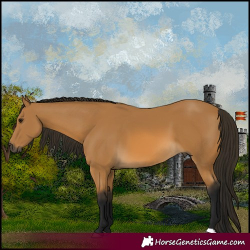 Horse Color:Gray Buckskin 