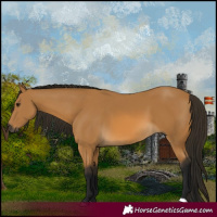Horse Color:Gray Buckskin