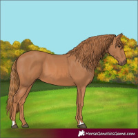 Horse Color:Chestnut 