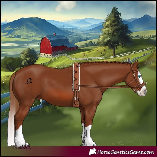 Horse Color:Chestnut Splash 