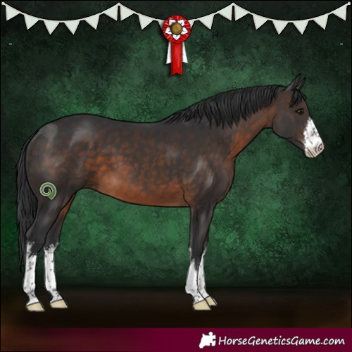 Horse Color:White Spotted Brown