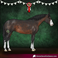 Horse Color:White Spotted Brown 