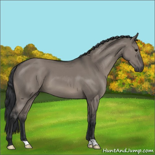 Horse Color:Grullo