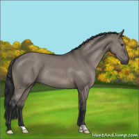 Horse Color:Grullo