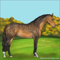 Horse Color:Buckskin 