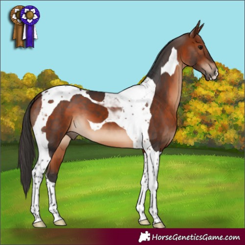 Horse Color:Bay Tobiano