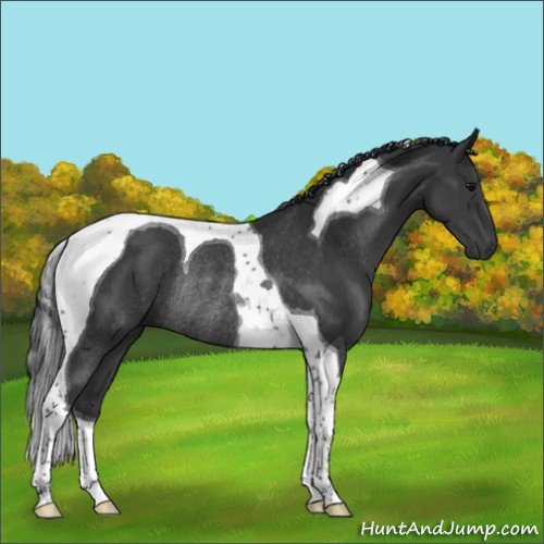 Horse Color:Black Tobiano Rabicano