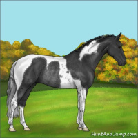 Horse Color:Black Tobiano Rabicano