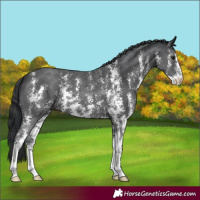 Horse Color:Black Sabino 