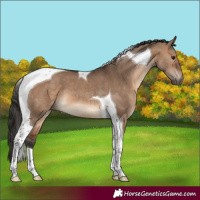 Horse Color:Brown Dun Tobiano 