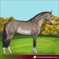 Horse Color:Brown Dun 