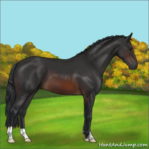 Horse Color:Brown 