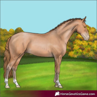 Horse Color:Bay Pearl