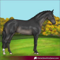 Horse Color:Black 