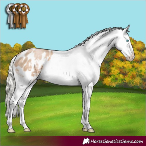 Horse Color:Chocolate Palomino Pearl Appaloosa 