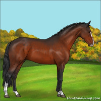 Horse Color:Brown Sabino 
