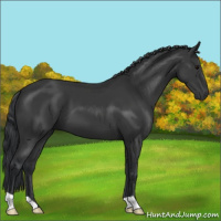Horse Color:Black 
