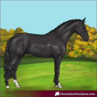 Horse Color:Smoky Black 