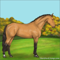 Horse Color:Buckskin 