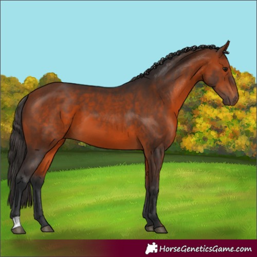 Horse Color:Bay 