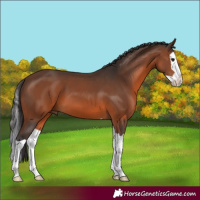 Horse Color:Brown Splash 